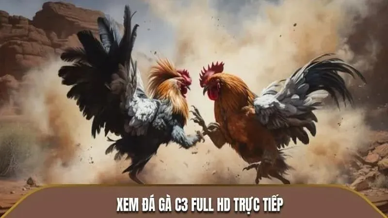 Đá gà trực tiếp (Live Match) tại Sanclub