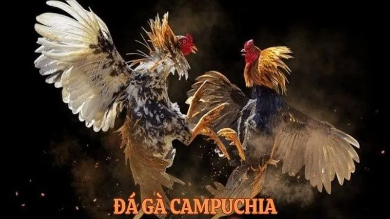 Lý do nên xem trực tiếp chọi gà Campuchia